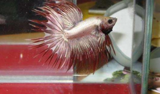 世界上最好看的魚 冠尾魚有美麗的鰭