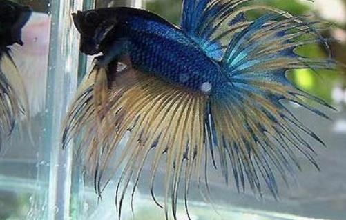 世界上最好看的魚 冠尾魚有美麗的鰭