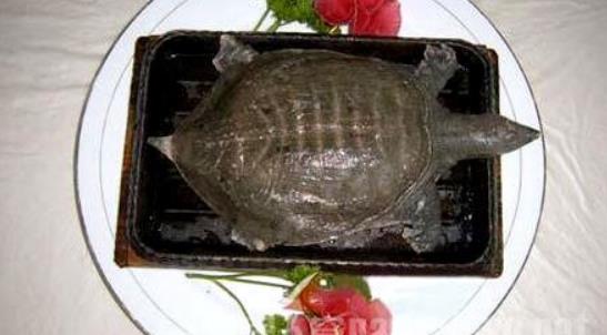 中國(guó)十大禁菜排行榜 猴頭因吃法太殘忍被禁