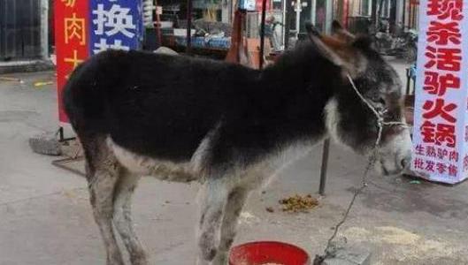 中國(guó)十大禁菜排行榜 猴頭因吃法太殘忍被禁