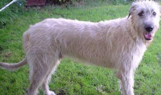 世界上最高的犬種 愛爾蘭獵狼犬一般身高71-90cm