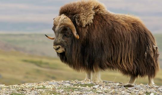 世界上毛發最長的動物 麝牛最長的紀錄是70.5厘米