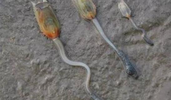 世界上最古老的生物 舌形貝起源于寒武紀以前