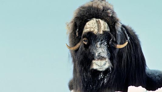 世界上毛發最長的動物 麝牛最長的紀錄是70.5厘米