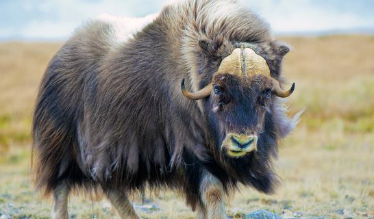 世界上毛發最長的動物 麝牛最長的紀錄是70.5厘米