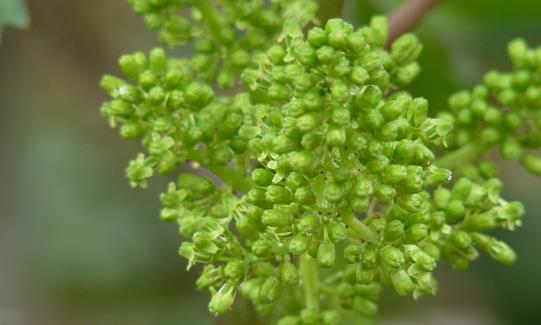 世界上最短命的花 葡萄花一陣風(fēng)吹過(guò)花紛紛落地