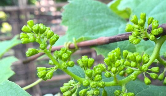 世界上最短命的花 葡萄花一陣風(fēng)吹過(guò)花紛紛落地