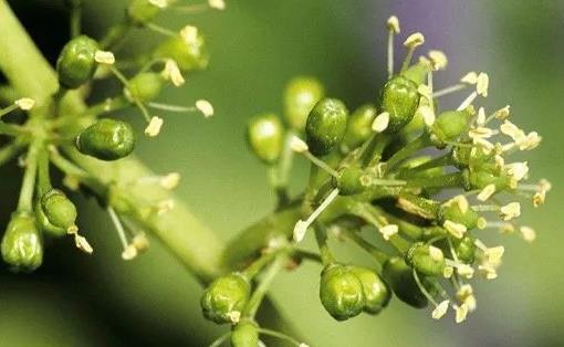 世界上最短命的花 葡萄花一陣風(fēng)吹過(guò)花紛紛落地