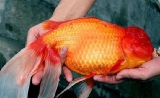 世界上最大的金魚 法國南部湖泊驚現27斤巨型金魚