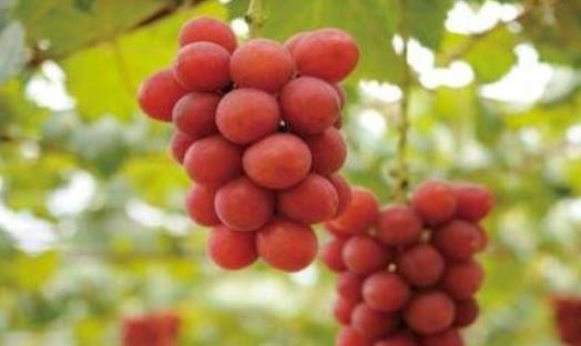 世界上最貴的葡萄 浪漫紅寶石一串6.6萬(日本天價葡萄)