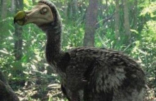 世界上最大的蛋 象鳥蛋比頭大