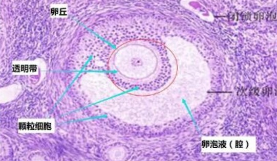 人體最大的細胞 卵細胞直徑200微米