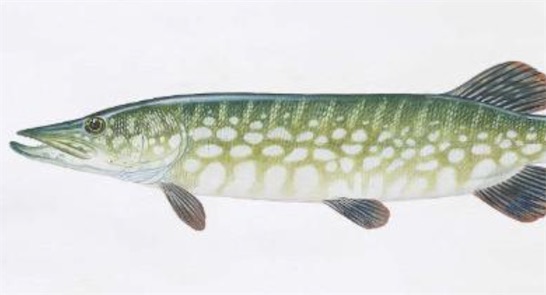 世界上壽命最短的魚 狗魚傳說(shuō)最長(zhǎng)壽命可達(dá)200歲以上