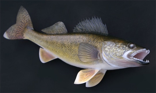 世界上壽命最短的魚 狗魚傳說(shuō)最長(zhǎng)壽命可達(dá)200歲以上