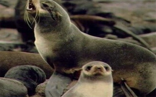 雌雄體型相差最大的獸類 北海狗雄獸與雌獸體形差異竟達5倍以上