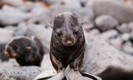 雌雄體型相差最大的獸類 北海狗雄獸與雌獸體形差異竟達5倍以上