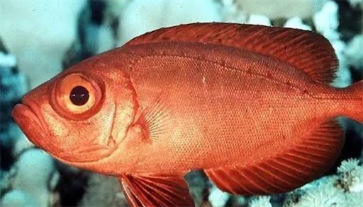 壽命最長的紅衫魚 澳洲一條紅衫魚已活84年
