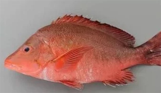 壽命最長的紅衫魚 澳洲一條紅衫魚已活84年