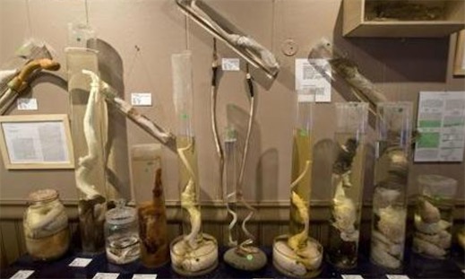 世界上收藏最多陰莖的博物館 冰島陰莖博物館共收藏280件陰莖