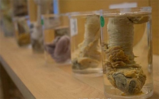 世界上收藏最多陰莖的博物館 冰島陰莖博物館共收藏280件陰莖