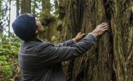 世界最大的杉木樹 臺灣一杉木6個人手拉手還抱不過來