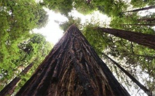 世界最大的杉木樹 臺灣一杉木6個人手拉手還抱不過來