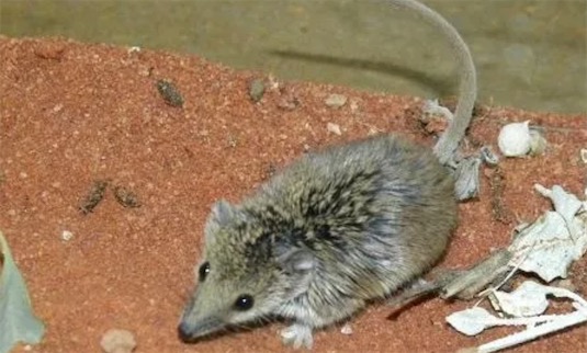 最小的袋鼬科動物 侏袋鼬屬體重約3.97克
