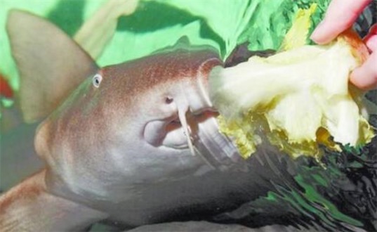 最可愛的鯊魚 護(hù)士鯊性格溫順
