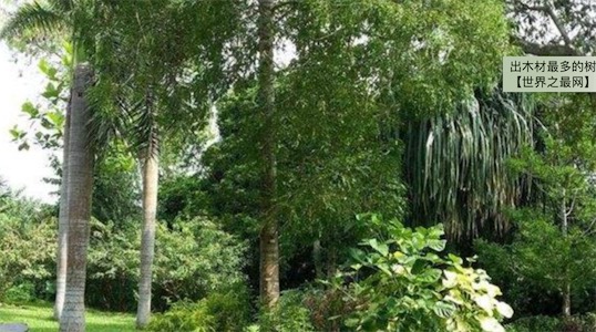 出木材最多的樹 雞毛松樹干直徑達三米
