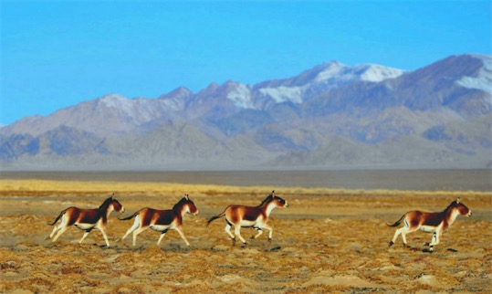 中國受保護面積最大的高原 阿爾金山國家級自然保護區(qū)45000平方公里