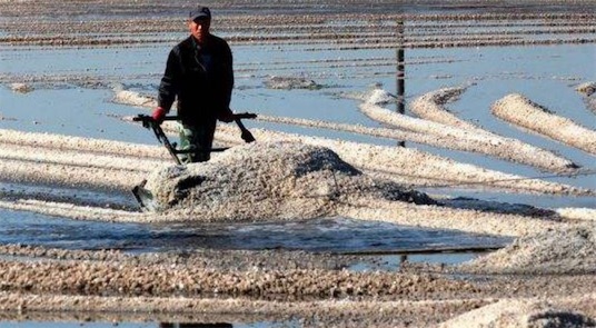 我國最大的鹽場 長蘆鹽場年產鹽119萬噸