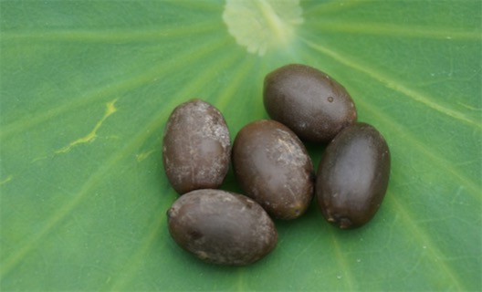 壽命最長的種子 存活了960年的古蓮子