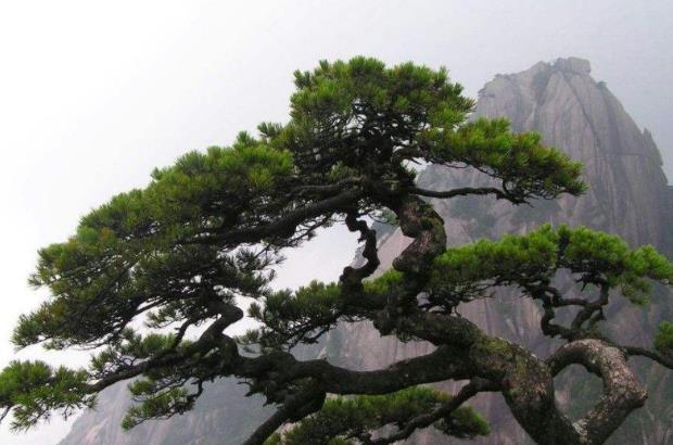 全球最“貴”的樹 20多代警衛(wèi)員全年貼身保護(hù) 游客懷疑是塑料