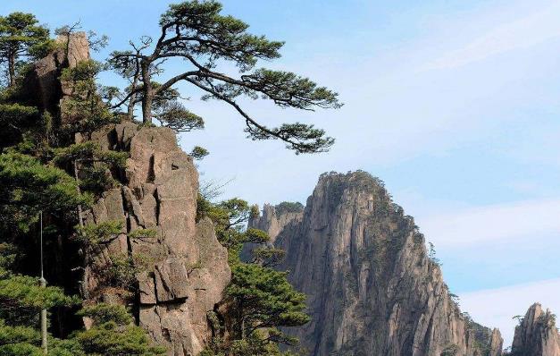 全球最“貴”的樹 20多代警衛(wèi)員全年貼身保護(hù) 游客懷疑是塑料