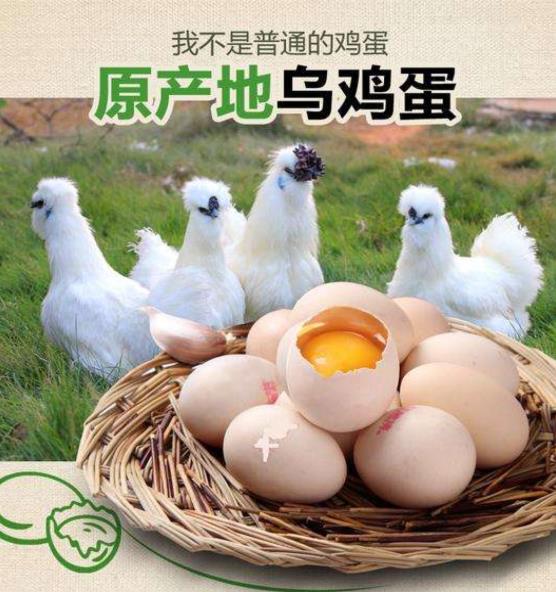 震驚!小金旦選用的泰和烏雞蛋還不如普通雞蛋好?只是一個噱頭?
