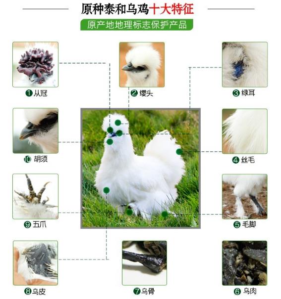震驚!小金旦選用的泰和烏雞蛋還不如普通雞蛋好?只是一個噱頭?