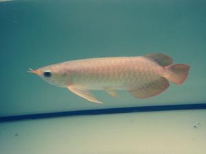 魚刺卡喉嚨怎么辦？魚刺卡喉嚨的處理方法