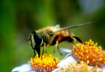 被蜂蜇了怎么辦?被蜂蜇后的急救方法
