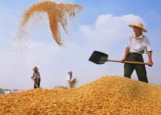 糧食補貼卡是發到哪個銀行卡上?2021年的糧食補貼是多少
