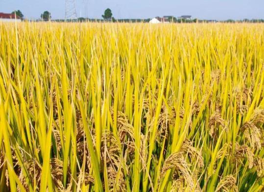 糧食補貼卡是發到哪個銀行卡上?2021年的糧食補貼是多少