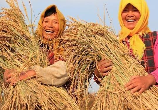 糧食補貼卡是發到哪個銀行卡上?2021年的糧食補貼是多少