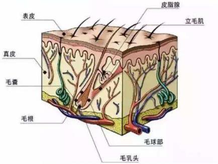 青逸植發(fā)專家提醒你:一定別忽略了這項操作,關系到植發(fā)效果!