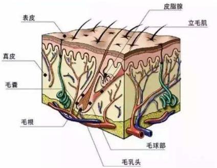 毛囊檢測(cè)有必要嗎?廣州青逸植發(fā)為你解讀,植發(fā)效果全靠它!