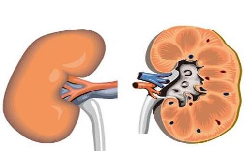 急性腎功能不全是什么?急性腎功能不全的原因是什么