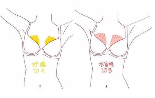 a罩杯和b罩杯相差多少厘米?A罩杯和B罩杯有什么區別?