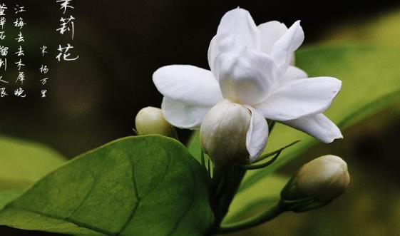 四款養生茶幫你暖胃養顏 每種花茶都有其很好的療效
