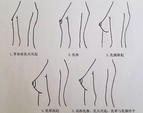 初三女生胸部大不大?初三女孩的標(biāo)準(zhǔn)胸圍應(yīng)該多大?