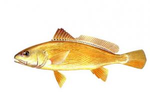 黃姑魚的營養(yǎng)價(jià)值-黃姑魚的做法