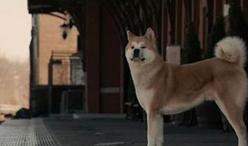 電影《忠犬八公》經(jīng)典臺(tái)詞對(duì)白經(jīng)典語(yǔ)錄名句賞析