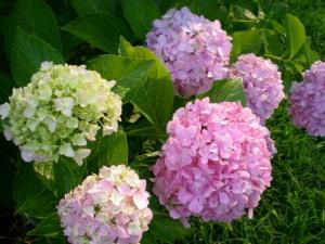 家里有孕婦能養(yǎng)繡球花嗎？繡球花有毒嗎？
